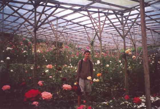 Roses at the flower farm